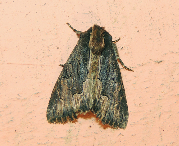 Dypterygia scabriuscula Noctuidae